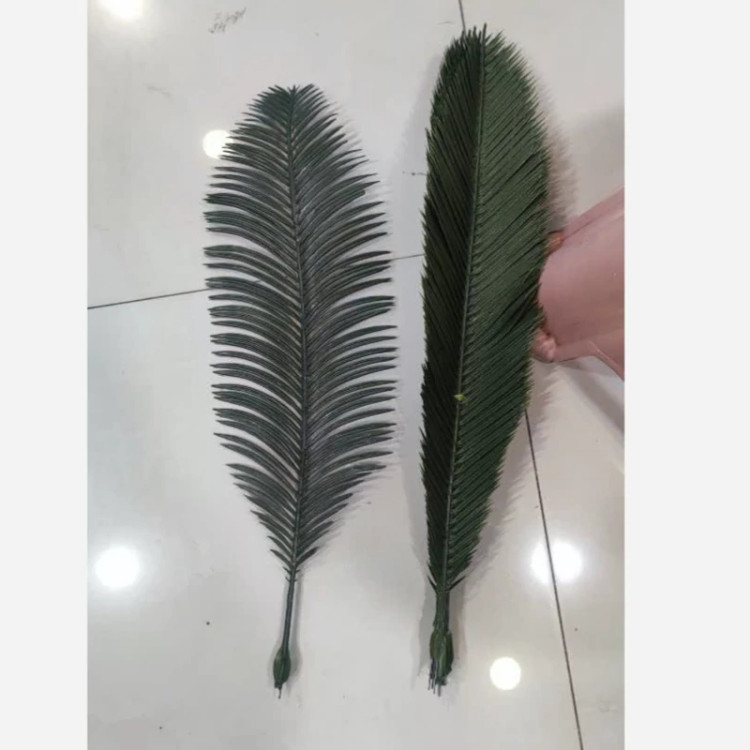 برگ سیکاس