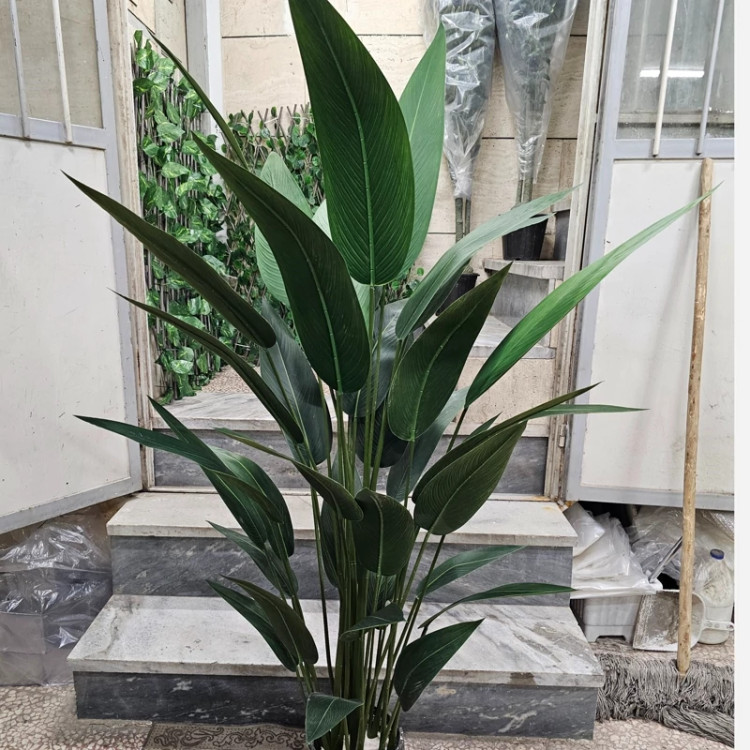 درخت پرنده بهشتی 35 برگ برزنتی وارداتی درجه یک