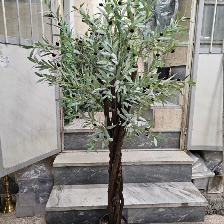 درخت زیتون تنه طبیعی ریشه ای با برگ وارداتی