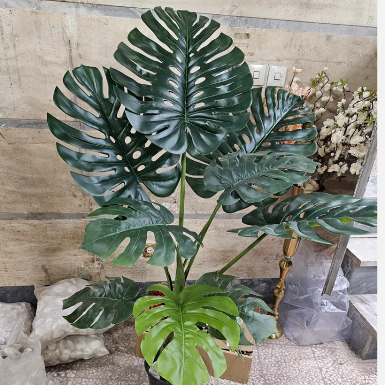 درختچه برگ انجیری 9 برگ دو تنه وارداتی