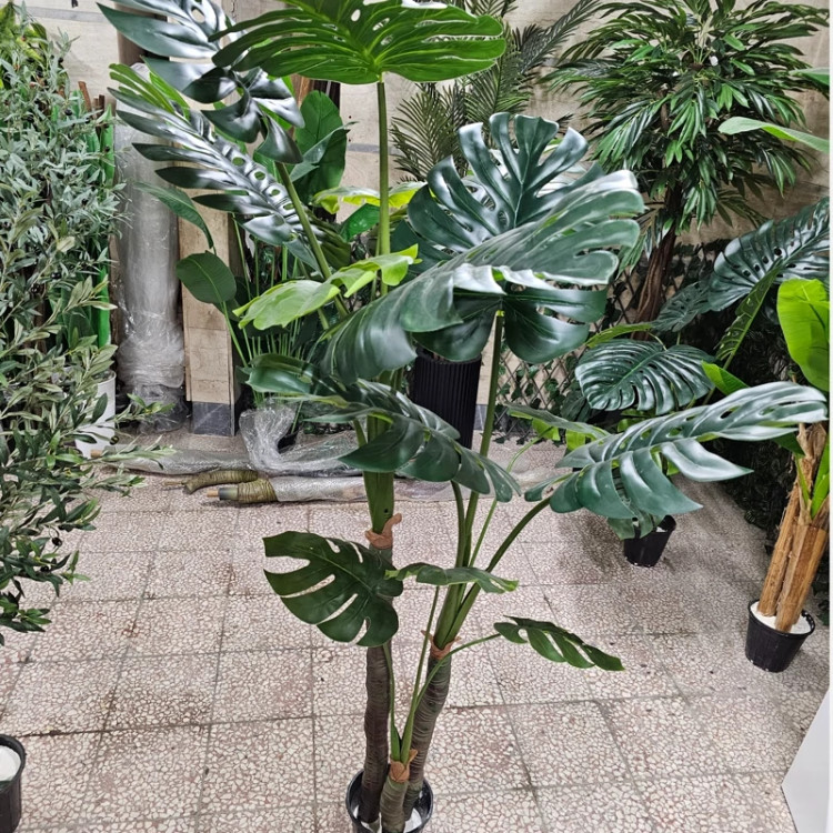 درختچه برگ انجیری سه تنه وارداتی درجه 1