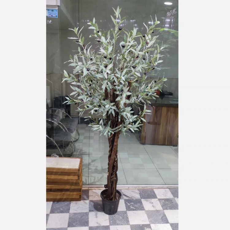 درختچه زیتون تنه ریشه طرح طبیعی با برگ وارداتی کیفیت بالا