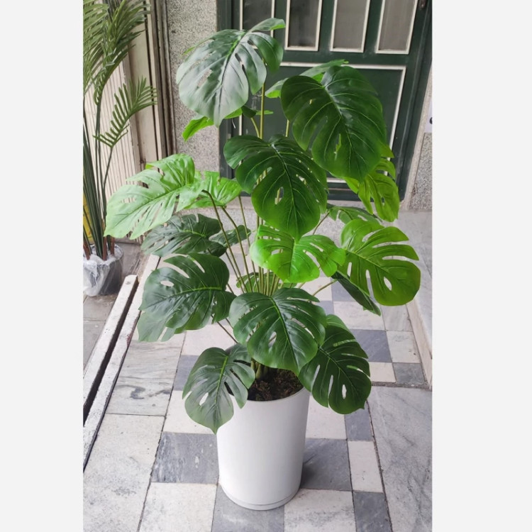 درختچه برگ انجیری وارداتی