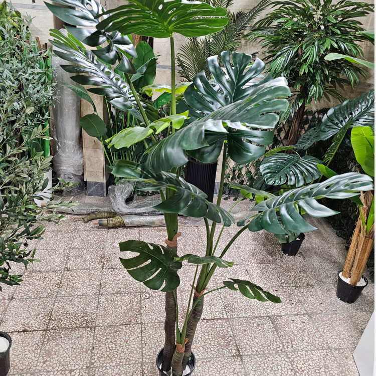 درختچه برگ انجیری سه تنه وارداتی درجه 1