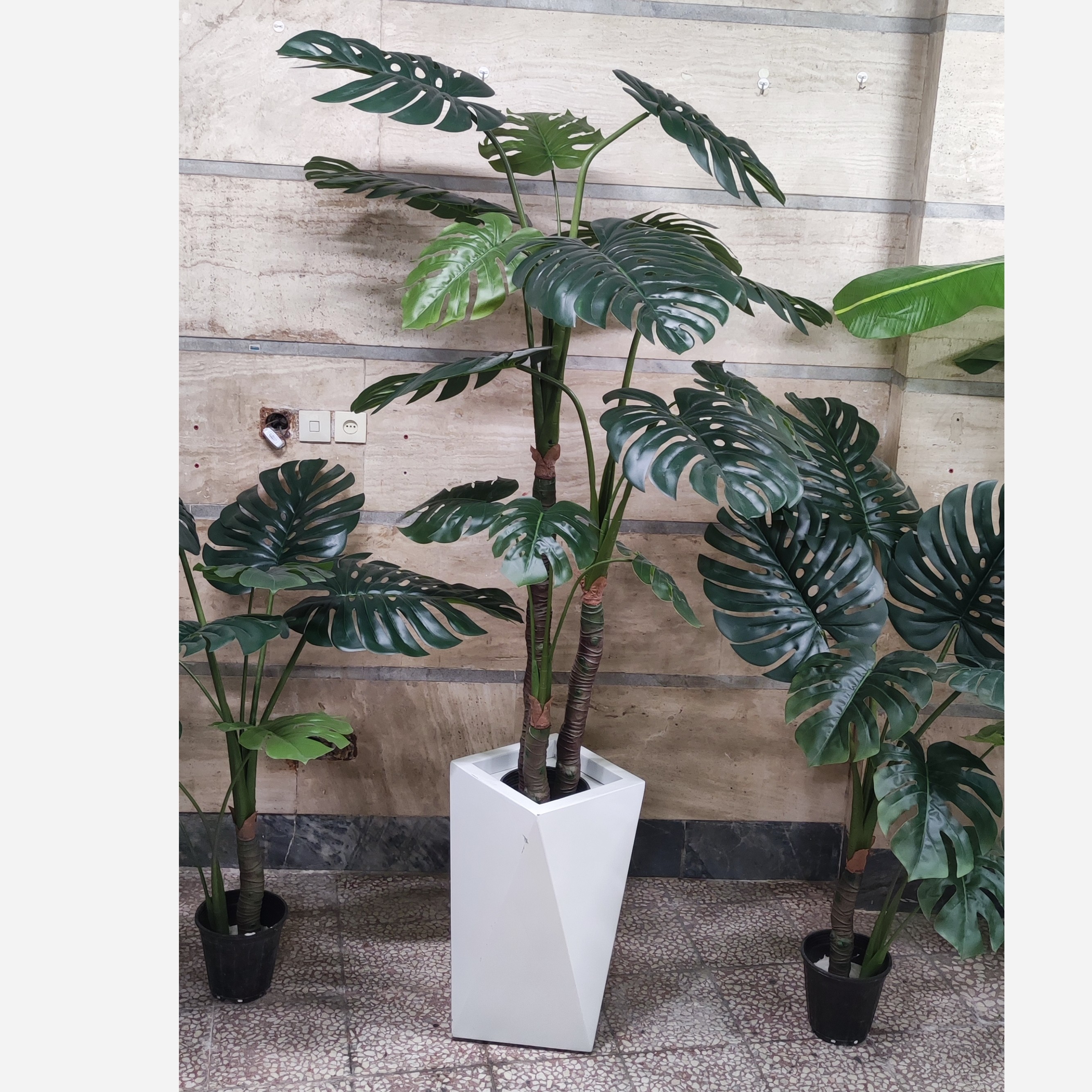 درختچه برگ انجیری سه تنه وارداتی درجه 1
