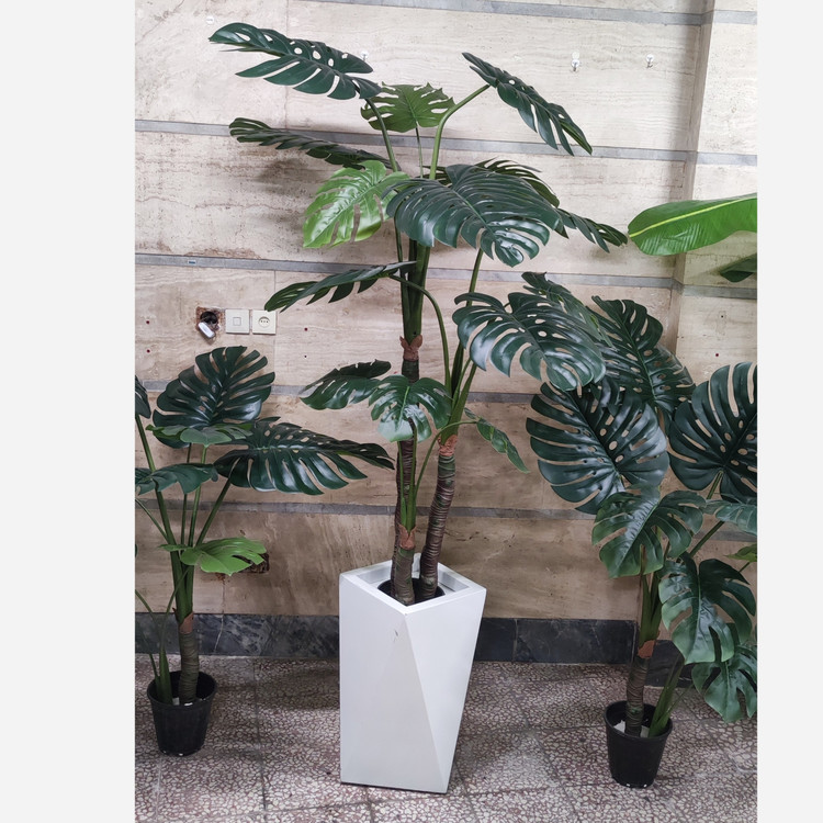 درختچه برگ انجیری سه تنه وارداتی درجه 1