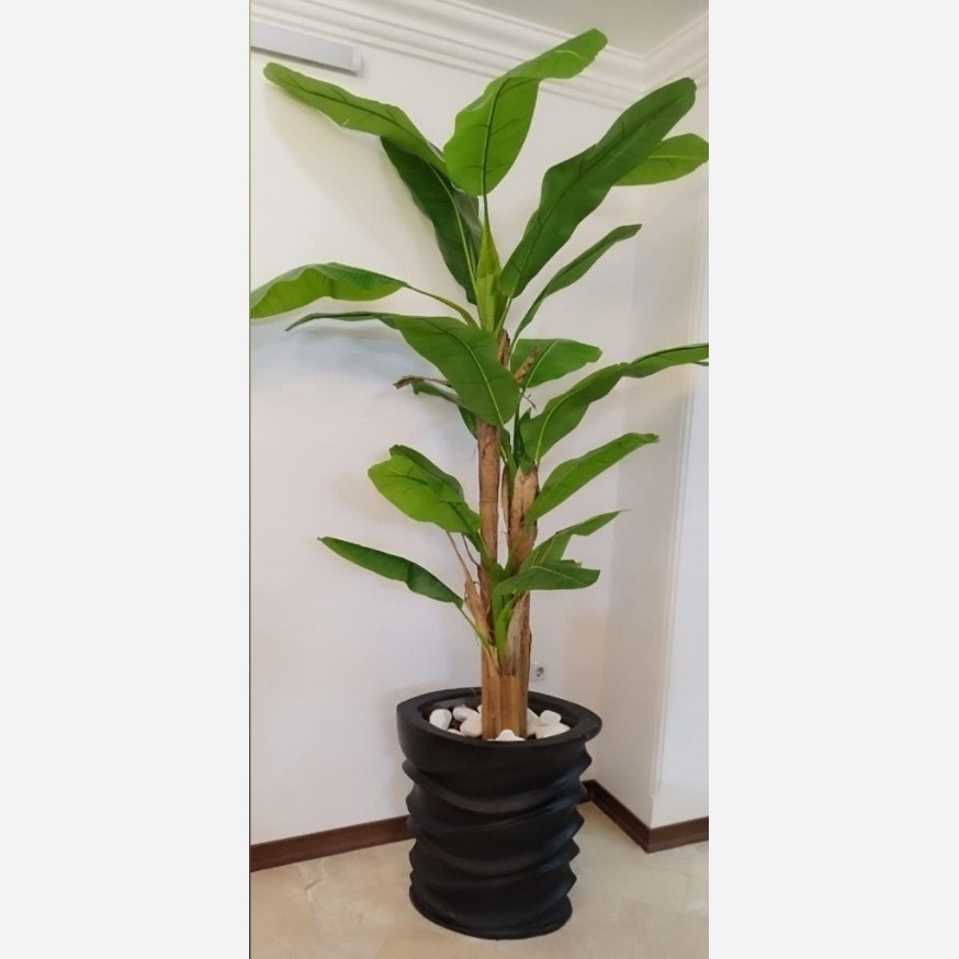درختچه موز سه تنه وارداتی