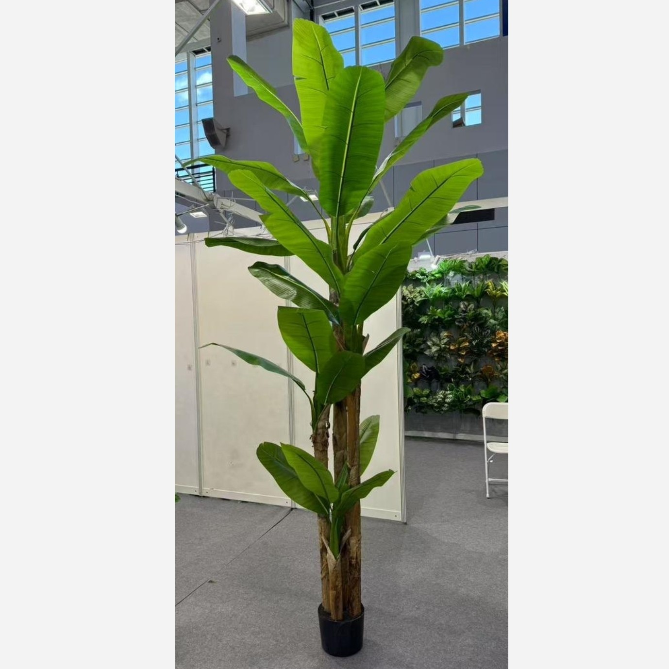 درختچه موز چهار تنه 250سانت وارداتی