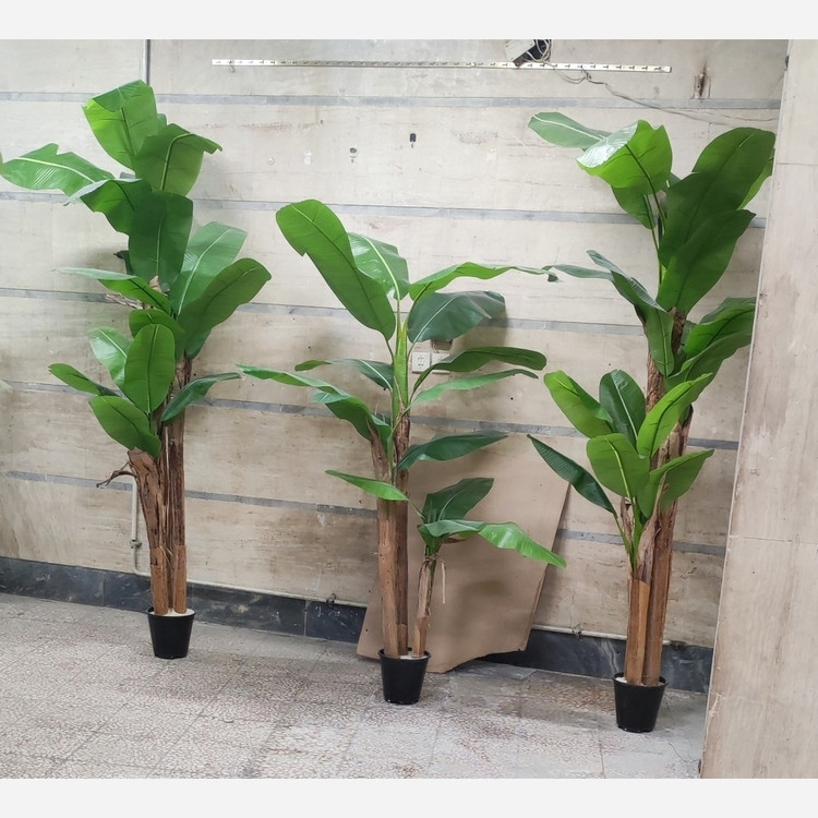 درختچه موز چهار تنه 250سانت وارداتی