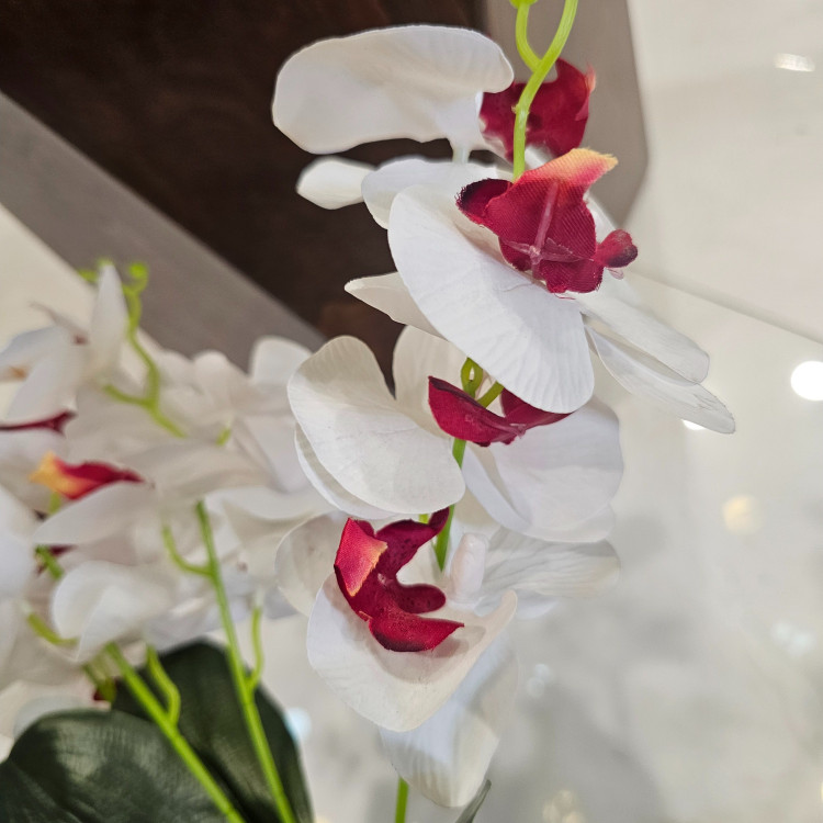 بوته ارکیده وارداتی کیفیت بالا لمسی 5بازو20گل