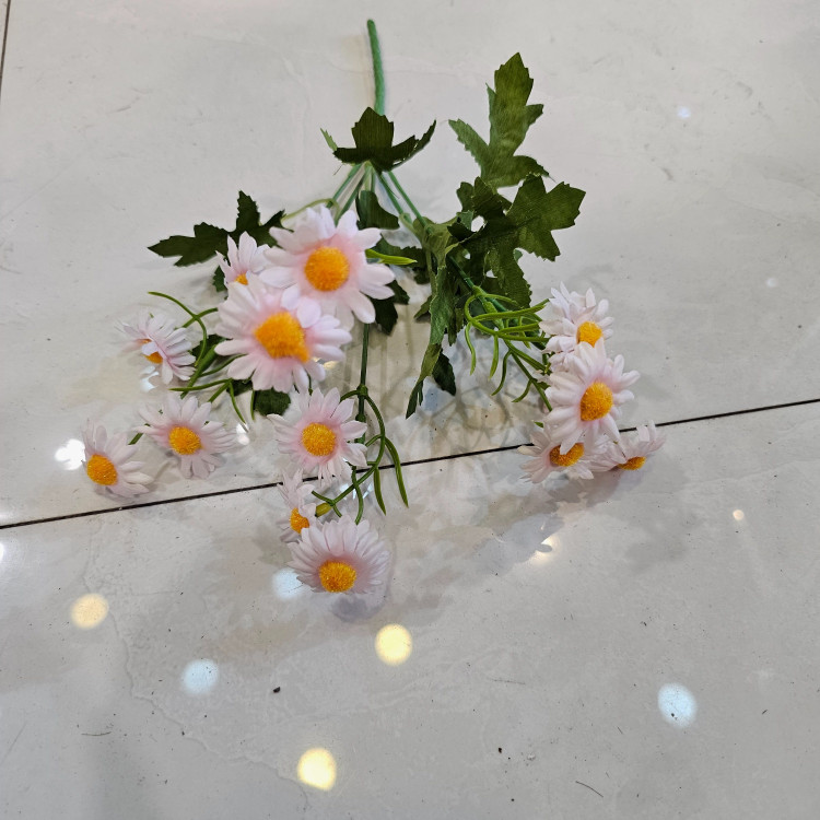 بوته بابونه وحشی وارداتی پنج بازو