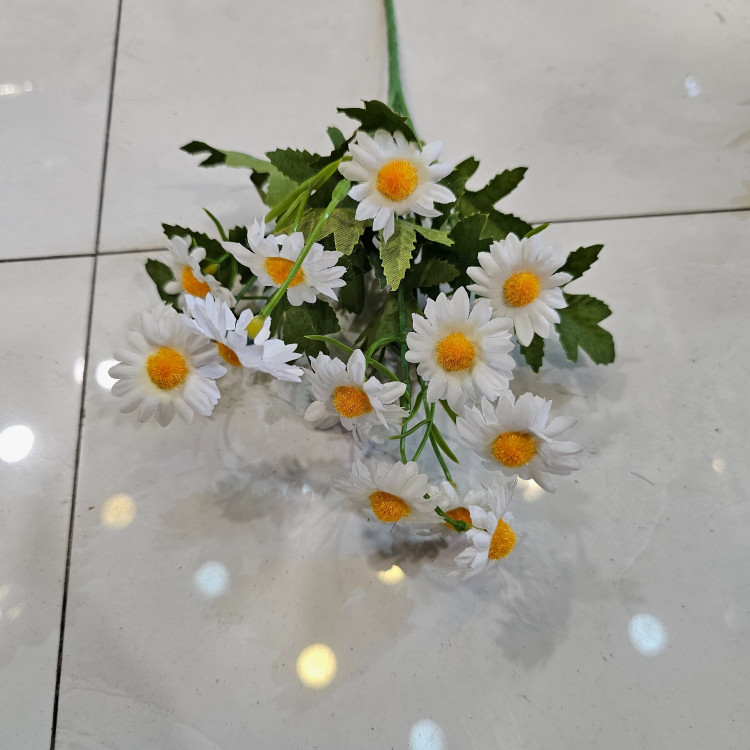 بوته بابونه وحشی وارداتی پنج بازو