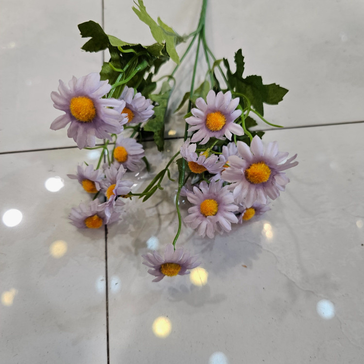 بوته بابونه وحشی وارداتی پنج بازو