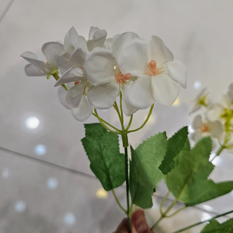 بوته هورتانسیا کوچک پنج بازو