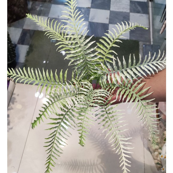 بوته سرخس 14بازو