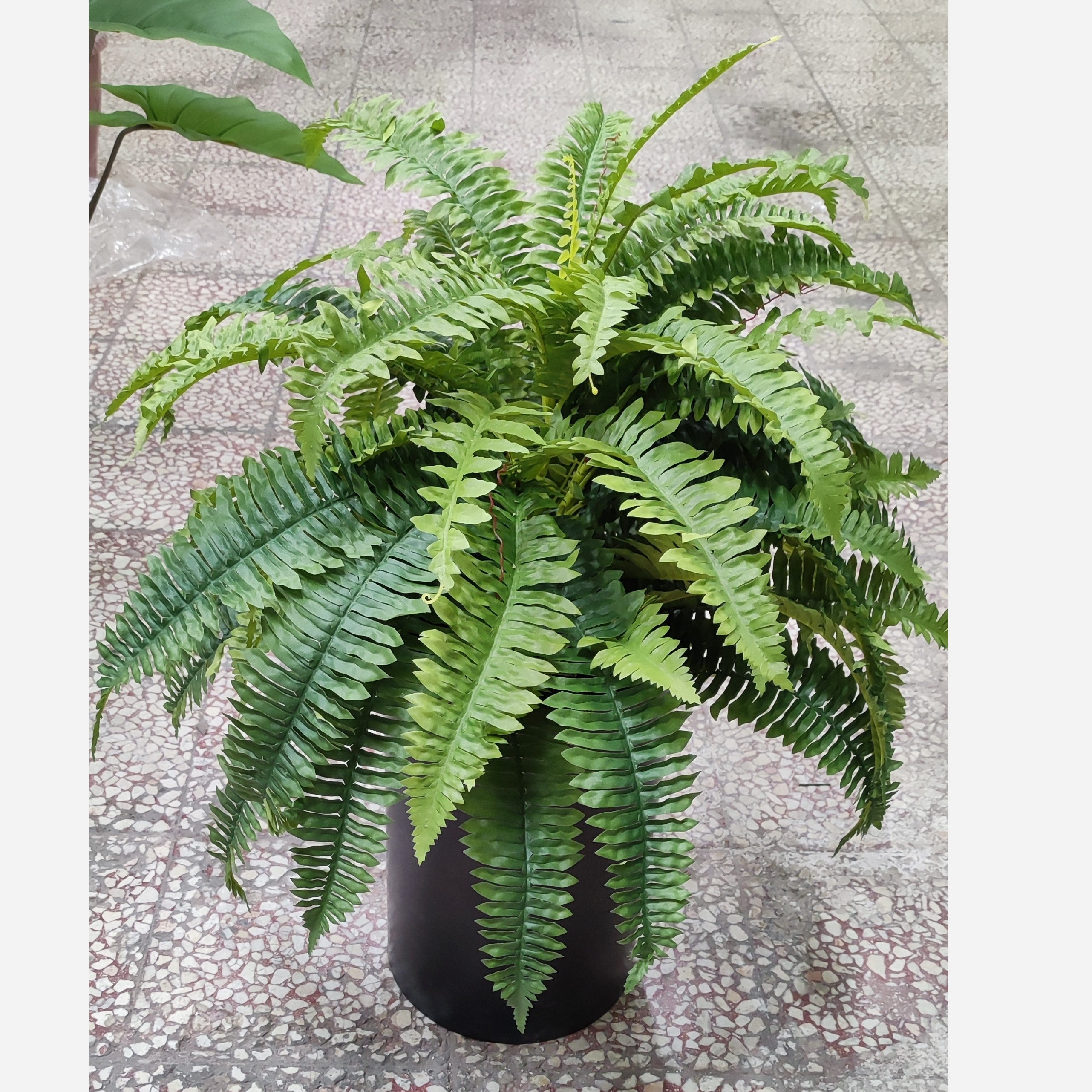 بوته سرخس لمسی هلندی