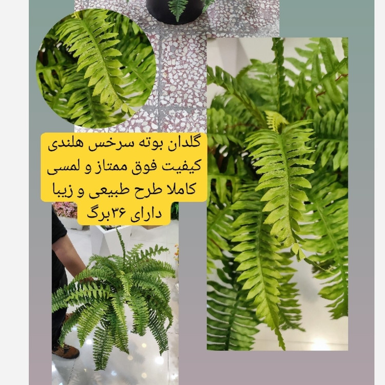 بوته سرخس لمسی هلندی
