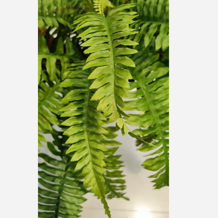 بوته سرخس لمسی هلندی
