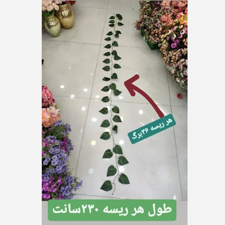 ریسه برگ پینترسی